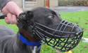 Plastic Greyhound Muzzle to suit a dog or bitch
